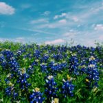 texas life insurance bill transparency
